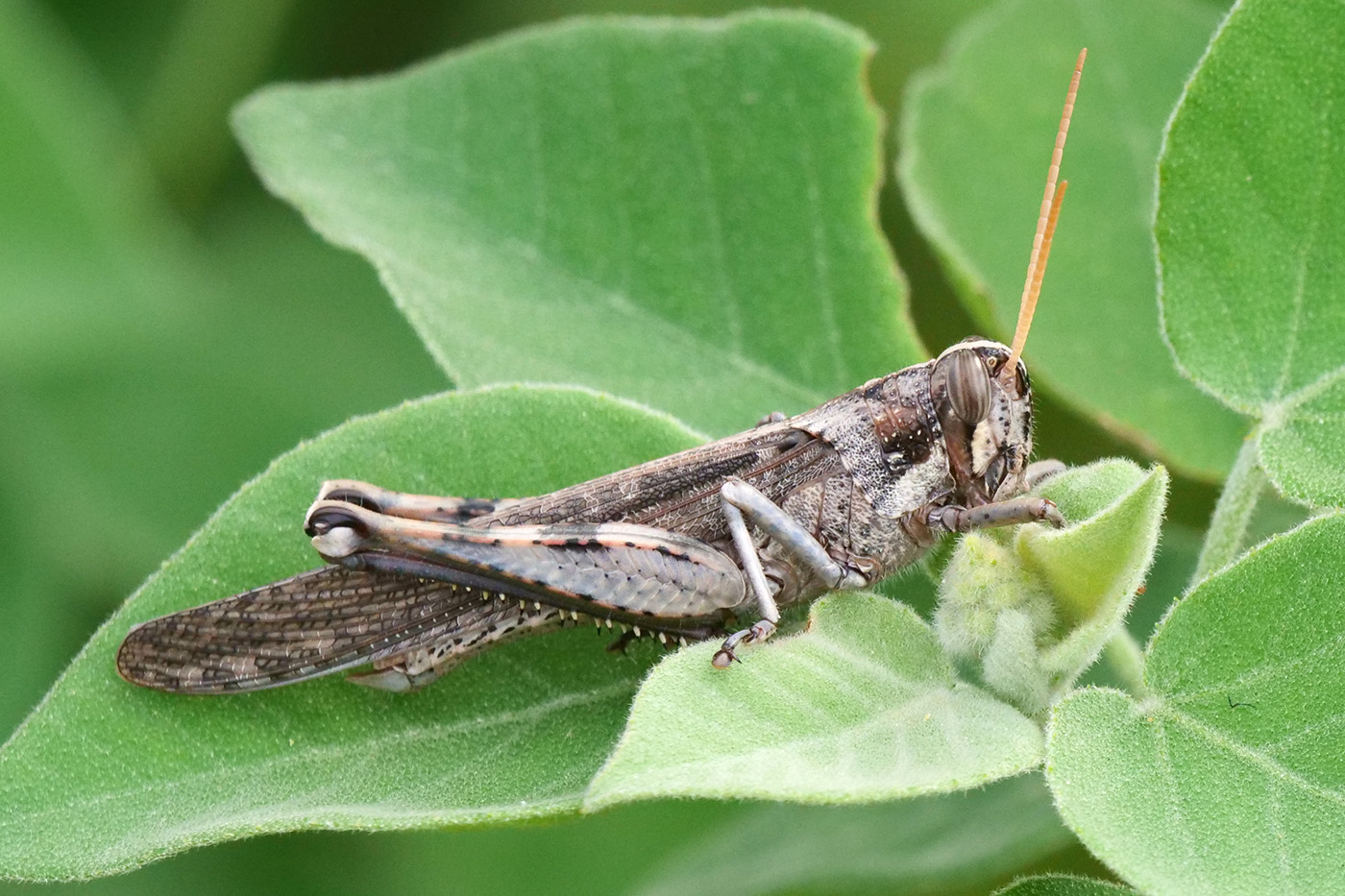 Gray Bird Grasshopper